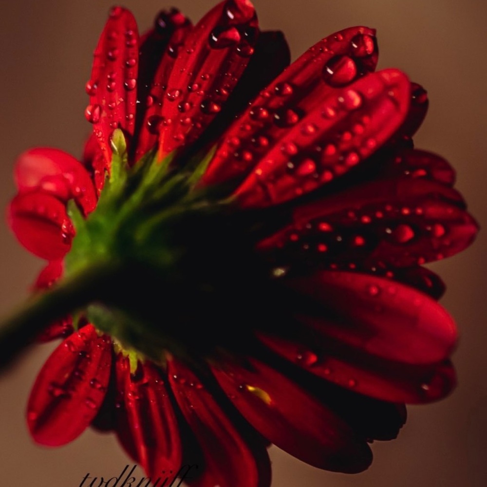 “In The Right Light ,At The Right Time, Everything Is Extraordinary!”🍃🌹🍃🌺☀️